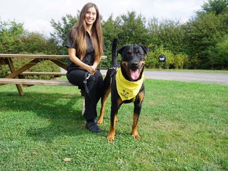 The dogs sales trust rehoming